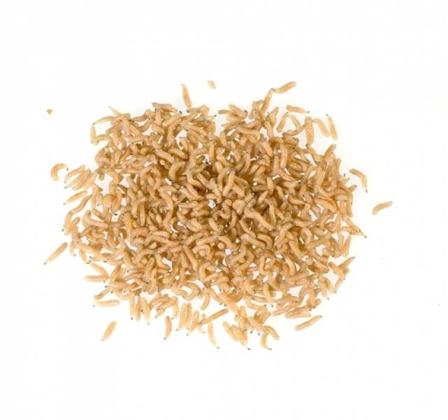 Goldfliegenmaden